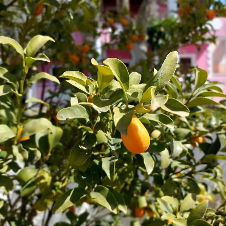 Elena Apartamento Ýpsos